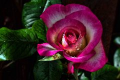 Rose  Rose