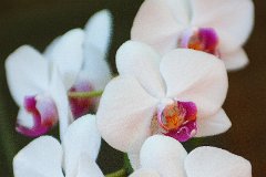 DTM9551  Orchid